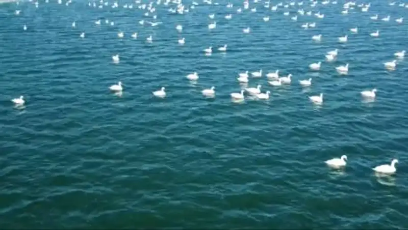 Красивое видео тысяч зимующих на Каспии лебедей появилось в Сети