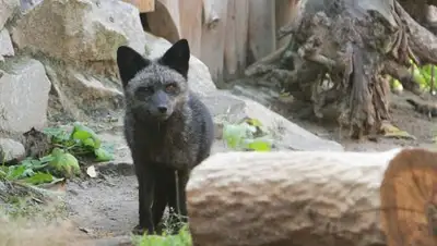 РИА Новости, фото - Новости Zakon.kz от 12.11.2018 06:34