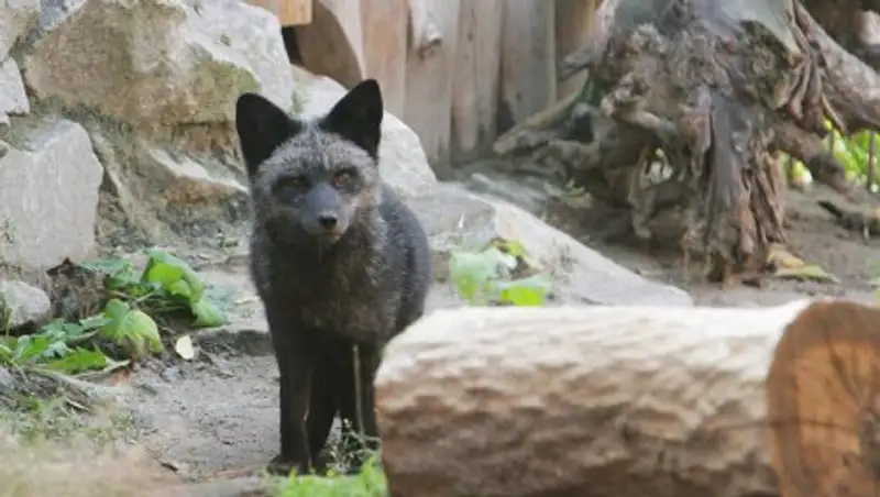 В Великобритании нашли редкую серебристую лису