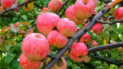 Zakon.kz, фото - Новости Zakon.kz от 24.08.2017 06:36