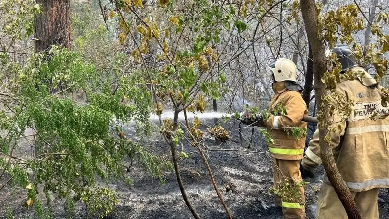 Площадь лесного пожара в Абайской области увеличилась до 30 тыс. га, фото - Новости Zakon.kz от 09.06.2023 15:38
