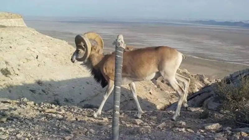 Фотоловушки сняли обитателей Устюрта