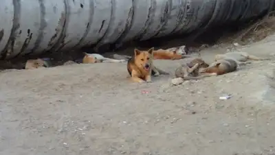 Zakon.kz, фото - Новости Zakon.kz от 18.09.2015 22:25