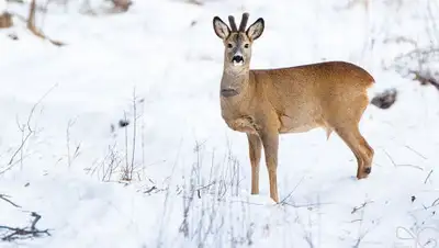 agroinfo.kz, фото - Новости Zakon.kz от 28.01.2020 10:53