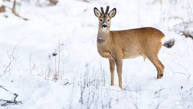 Двух жителей Алматинской области задержали за незаконную охоту на косулю