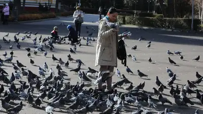 опасность кормления голубей, фото - Новости Zakon.kz от 29.07.2022 09:44