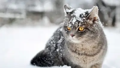 Фото: Kaifolog.ru, фото - Новости Zakon.kz от 20.01.2018 09:30