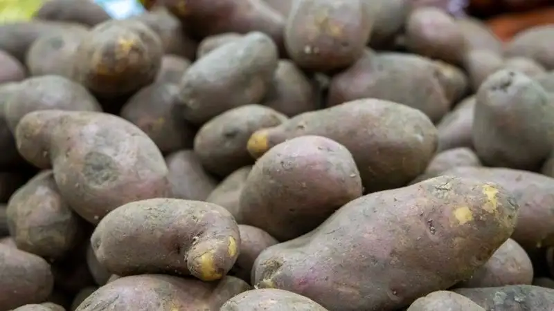 В актюбинский стабфонд закупили гнилой картофель