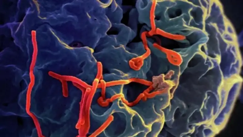 ВОЗ: вирус Эбола больше не чрезвычайная ситуация в здравоохранении