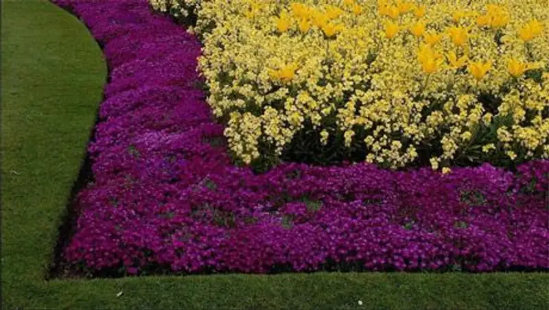 Ко Дню столицы в Астане высадили 8 млн кустов цветочной рассады 