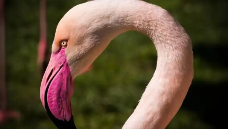 Заблудившийся фламинго попал на видео в Костанайской области