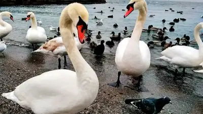 Pinterest, фото - Новости Zakon.kz от 09.02.2018 08:41