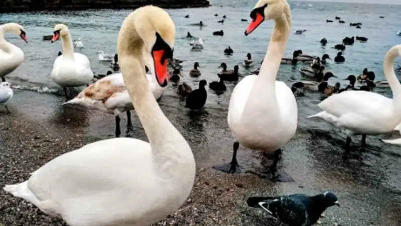Жители Актау кормят лебедей, которые выходят на берег
