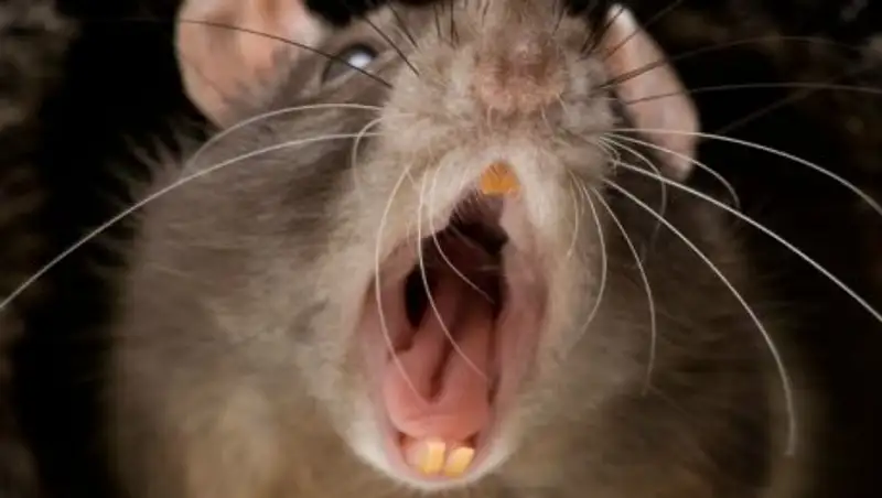 Как в Алматы уничтожают крыс 