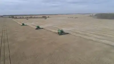 сбор урожай , фото - Новости Zakon.kz от 07.10.2022 13:29