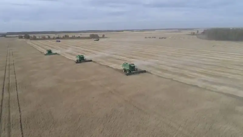 В Костанайской области собрали урожай зерна
