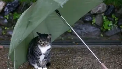 Myslo, фото - Новости Zakon.kz от 07.04.2018 15:12