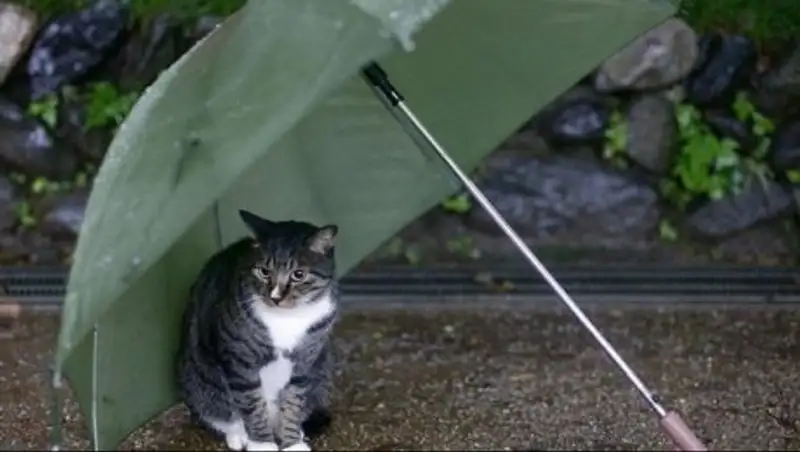 На юг Казахстана надвигаются заморозки