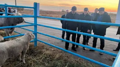 Минсельхоз Казахстана планирует поставлять племенных животных в Кыргызстан, фото - Новости Zakon.kz от 29.10.2022 12:46