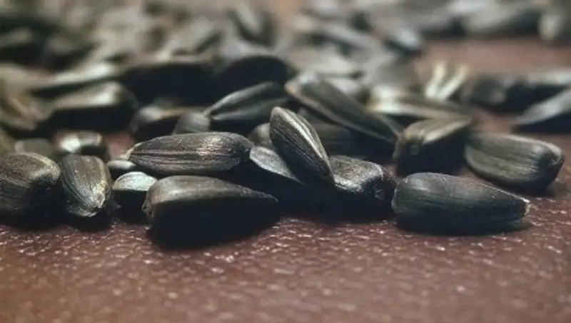 Алматы к&#1257;шелерінде шемішке ша&#1179;&#1179;андар 10 к&#1199;нге &#1179;амалады