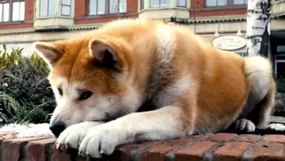 соцсети, фото - Новости Zakon.kz от 24.10.2018 07:02