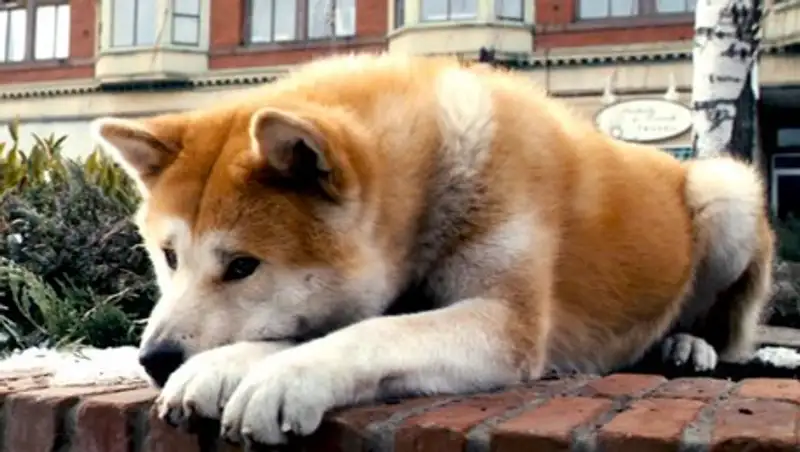 Брошенная собака ждет хозяина в Петропавловске несколько месяцев