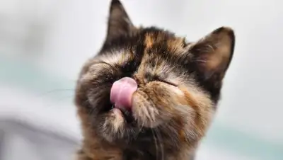 Фото: © РИА Новости/Наталья Селиверстова, фото - Новости Zakon.kz от 27.01.2018 07:19