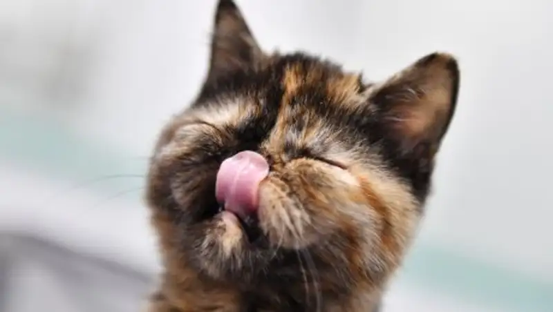 Бездомный кот всю ночь грел в сарае пропавшего мальчика