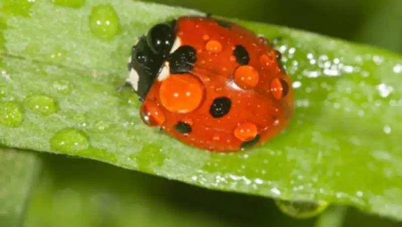 В нескольких областях Казахстана 13 июля ожидается сильная жара