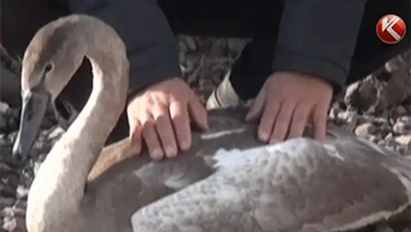 Карагандинец спас лебедя и поселил его в гараже