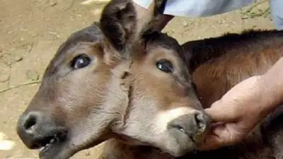 Соцсети, фото - Новости Zakon.kz от 28.11.2018 00:23