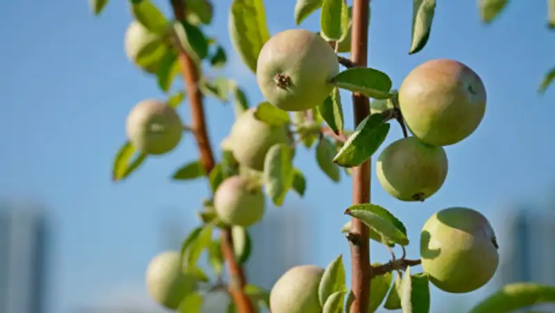 Посаженные в прошлом году в Нур-Султане яблони начали давать первые плоды