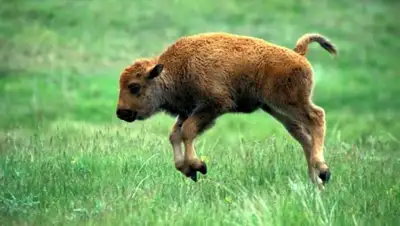 Voievod, фото - Новости Zakon.kz от 26.04.2018 08:59