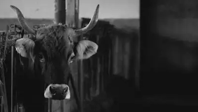 pixabay.com, фото - Новости Zakon.kz от 23.07.2020 17:53