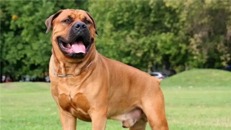 За смертельный укус бурбуля владелец заплатит два миллиона