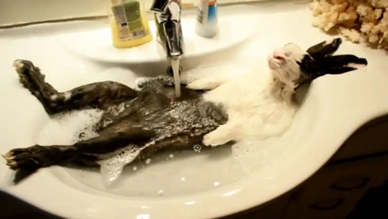 15 купающихся зверей, которые обязательно заставят вас улыбнуться