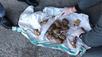 КНБ РК, фото - Новости Zakon.kz от 12.11.2019 13:02