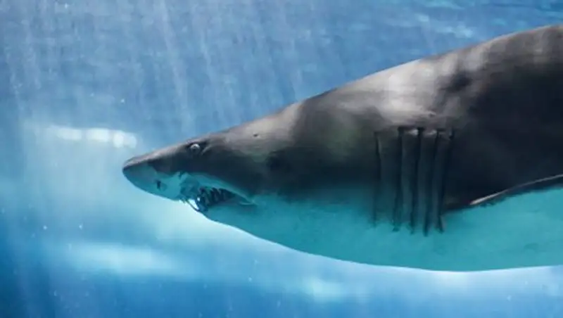 В Египте акула убила туриста из Чехии