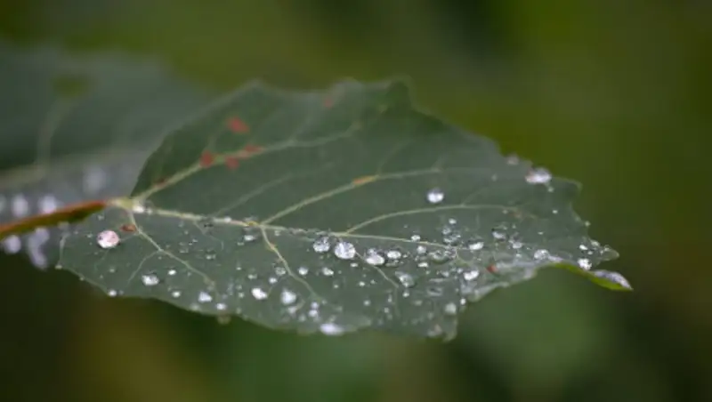 Дождь ожидает казахстанцев в понедельник