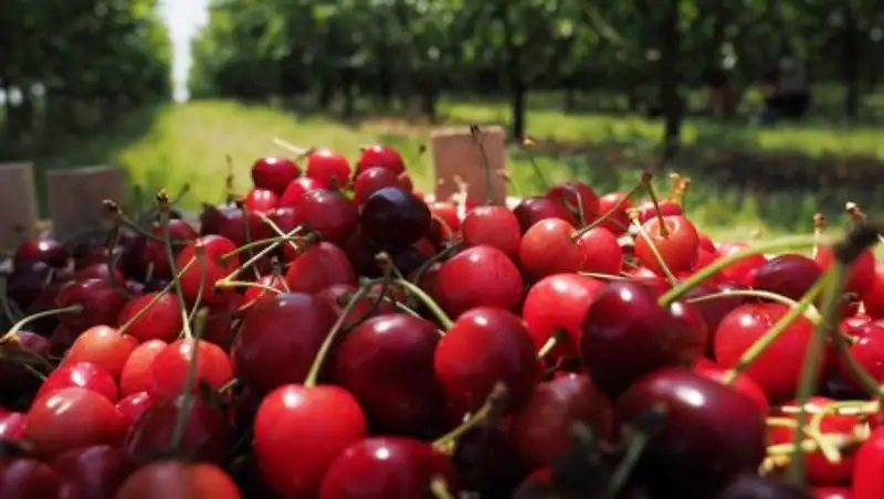 Британец разгрыз вишнёвую косточку и отравился цианидом