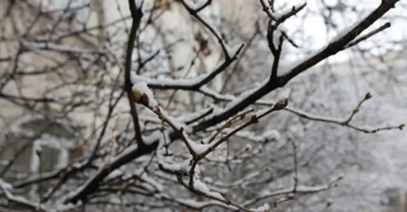 В Алматы снова выпал снег