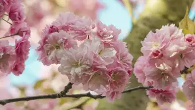 pixabay.com, фото - Новости Zakon.kz от 23.04.2021 13:25