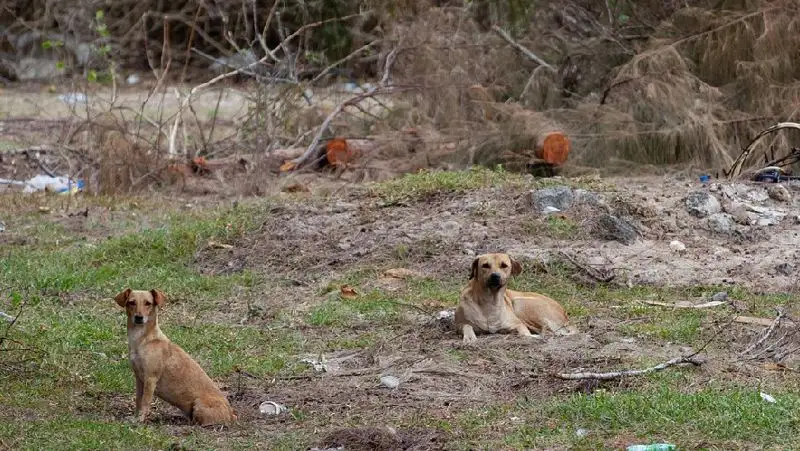 Стая бродячих собак напала на пенсионера в центре Уральска