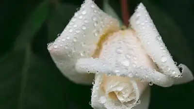 В Караганде высаживают белые розы на аллее памяти Юрия Шатунова , фото - Новости Zakon.kz от 21.06.2023 06:12