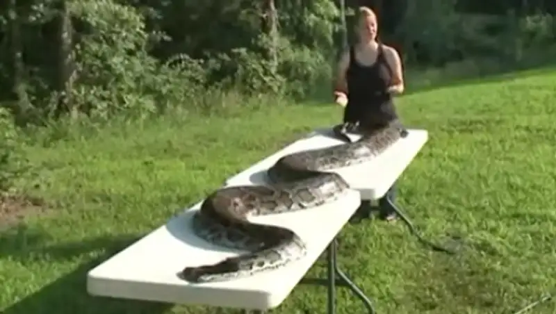 Американец застрелил пятиметрового питона в соседском саду
