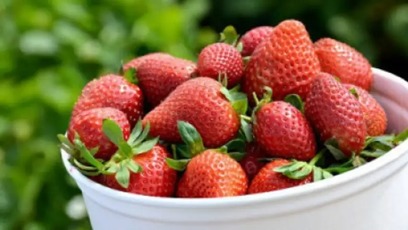 На рынках Астаны выявлена клубника с нитратами - санэпидслужба