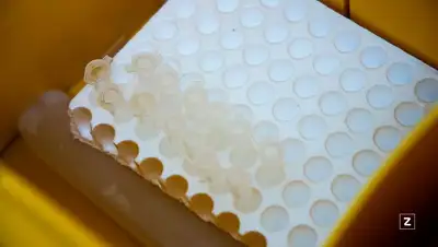 коронавирус, статистика, фото - Новости Zakon.kz от 21.12.2021 08:03