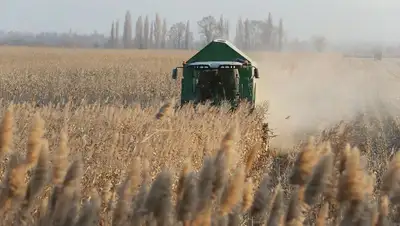Урожай, сельское хозяйство , фото - Новости Zakon.kz от 22.09.2020 10:01