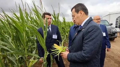 кукуруза, поле, сельское хозяйство, фото - Новости Zakon.kz от 19.08.2022 14:53