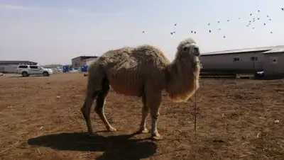АО "Аграрная кредитная корпорация", фото - Новости Zakon.kz от 07.04.2021 09:43
